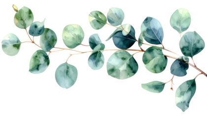 Watercolor illustration of a eucalyptus branch with round, blue-green leaves