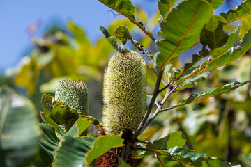 Close up of a lime green Banksia flower in Kariong, NSW,  Australia.