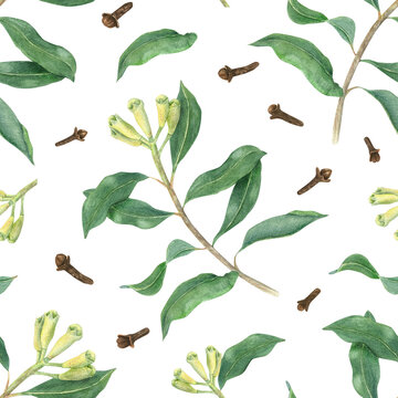 Flowering clove branches and dried aromatic spice buds watercolor seamless pattern on isolated background. Aromatic plant with fresh unripe buds illustration. Spice ornate for kitchen textile design.