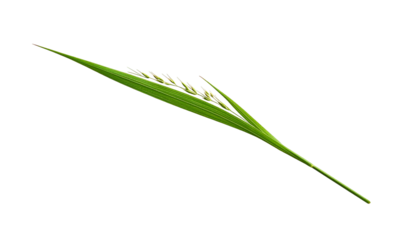 Isolated close-up of a vibrant green grass stem with seed heads against a stark black backdrop