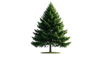 A vibrant evergreen tree with a cone shape, isolated on a black background