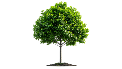 Isolated, vibrant green tree with dense foliage on a transparent black background