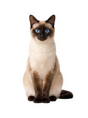 Elegant Siamese cat sitting upright with striking blue eyes and smooth cream coat with dark points, isolated on white background. Calm posture, symmetrical composition, clean studio lighting © MJ iceberg