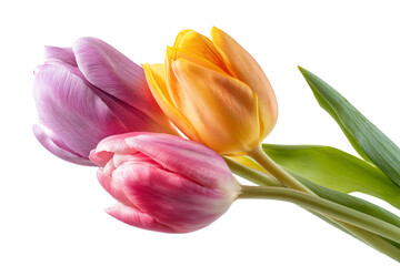 Naklejka premium Close-Up of Three Colorful Tulips on White Background