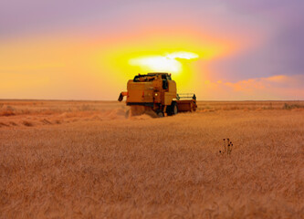 Fototapeta premium Combine harvester harvesting wheat field with amazing sunset sky