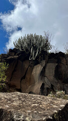 Large hanging cacti in the Barranco del Rey ravine, near Roque del Conde mountain. Tenerife, Canary Islands.