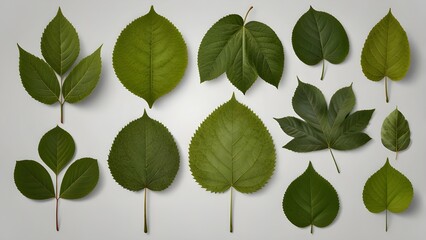 seamless pattern with different green leaves