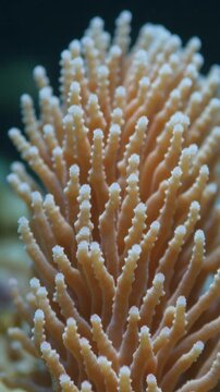 A close-up vertical shot of beautiful Acropora stony coral gently swaying underwater.