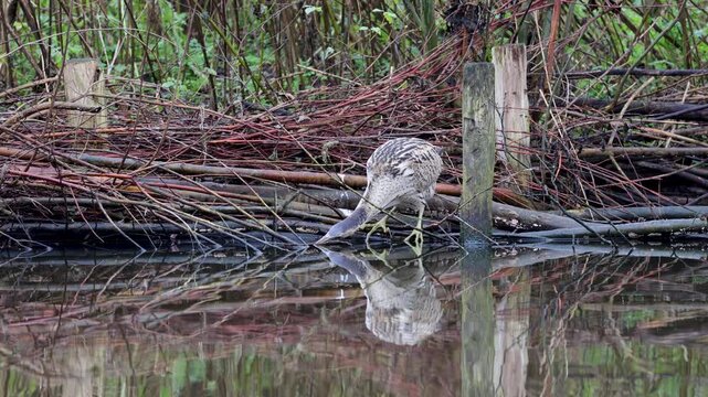 A beautiful bittern in its natural habitat, searching for food. Fishing with its beak in the water.