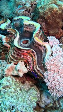 Fluted giant clam  (Tridacna squamosa). Sharm el Sheikh, Egypt.