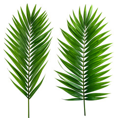 Two vibrant green palm fronds against a black background. Detailed, realistic rendering