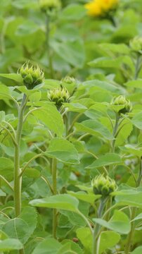 Green Sunflower Buds Swaying in the Wind in a Scottish Field