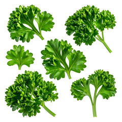 Close-up of seven vibrant, leafy green herbs against a stark black background
