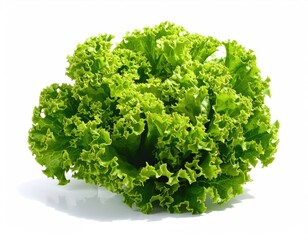 Fresh green leafy vegetable head isolated on a clean white backdrop
