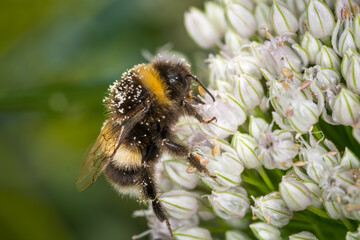 close up of a bumble bee collecting nectar from a flower © Nathan McClunie