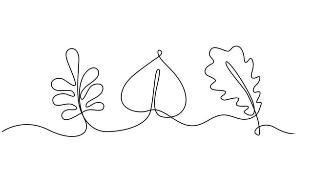 fall leaves animation continuous one line drawing, on the theme of autumn featuring fall leaves pumpkins and seasonal symbols with alpha channel transparency. Self drawing line animation maple leaf.