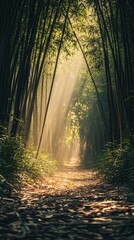 Obraz premium Bamboo forest trail with sun rays.