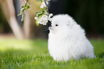 pomeranian spitz puppy curious about a blooming apple tree branch