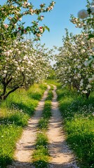Fototapeta premium Walking path through blooming orchard.