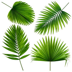 Four realistic illustrations of vibrant green tropical palm leaves on a black background