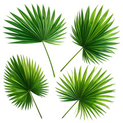 Four tropical, fan-shaped palm leaves against a solid black background