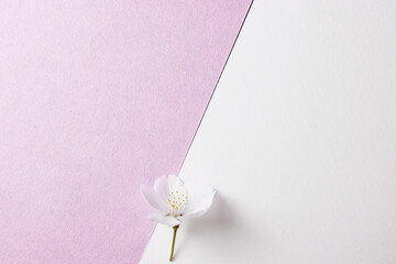 桜の花_白とピンクの背景