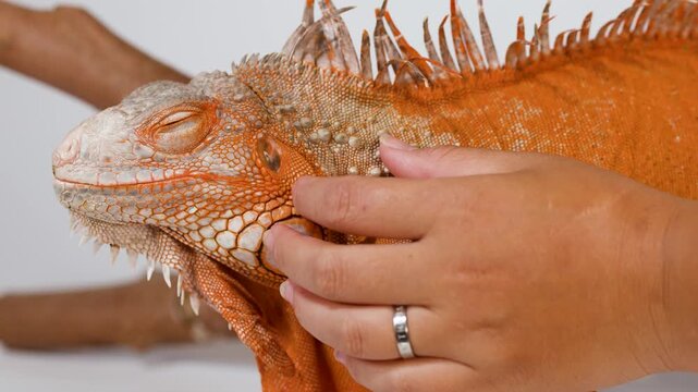 Close Up of Person Gently Petting a Large Orange Iguana