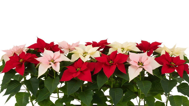 a vibrant arrangement of red white and pink poinsettia flowers with green foliage perfect for seasonal decorations on transparent background