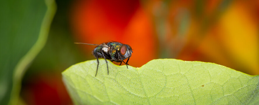 close up of a hairy maggot blow fly against out of focus background