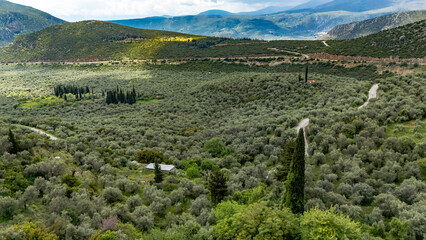 Aerial view of Erateini coastal village and olive groves, Central Greece
