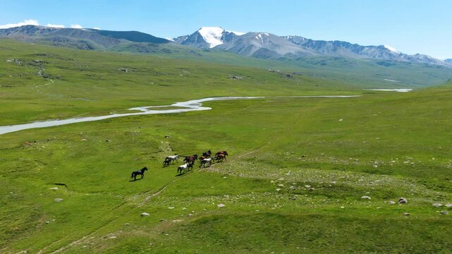 Panoramic View Of Horses Running Free Across The Empty Green Valley In Kyrgyzstan. Aerial Shot