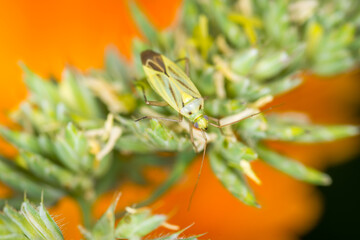 Close up of Stenotus binotatus, commonly known as the Slender crop mirid