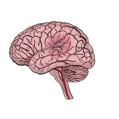 Brain illustration with highlighted area depicting ischemic stroke. Medical diagram of human brain for healthcare and education.