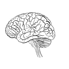 Brain outline drawing on white background. Medical illustration of human organ for neuroscience, anatomy, and health care concept for stroke awareness. transparent, isolated