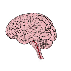 Human brain illustration with red vessel highlighting blood supply, demonstrating a concept of ischemic stroke in medical education and awareness. transparent, isolated
