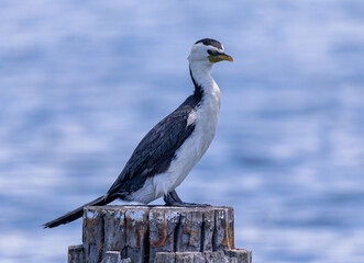 Close up of an Australian Pied Cormorant perched on wooden post  in Brisbane Water, Woy Woy, NSW, Australia