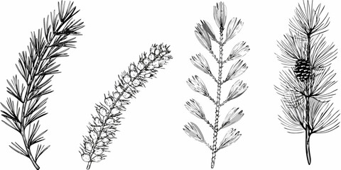 Detailed botanical illustration of various coniferous tree branches and needles © Anik