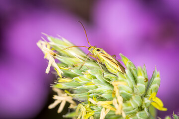 Close up of Stenotus binotatus, commonly known as the Slender crop mirid