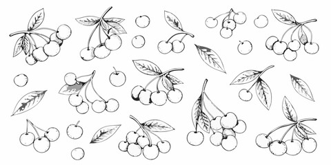 Delicate botanical illustration of cherries and leaves a black and white sketch © Anik