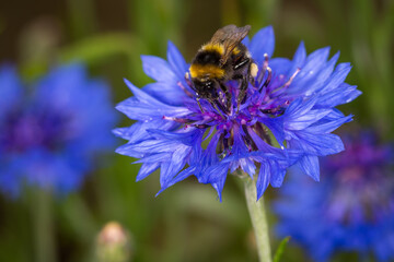 close up of a bumble bee collecting nectar from a flower