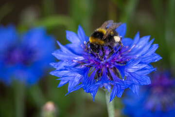 close up of a bumble bee collecting nectar from a flower