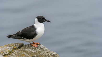 Fototapeta premium Close-up portrait of a distinct black and white seabird perched on a coastal rock with the calm