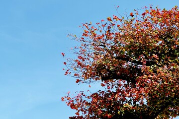 Autumn tree branches with red and orange leaves against a clear blue sky. Natural seasonal background with vibrant foliage, outdoor nature scene, minimal composition, and copy space.