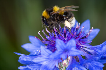 close up of a bumble bee collecting nectar from a flower