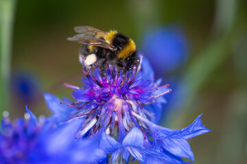 close up of a bumble bee collecting nectar from a flower © Nathan McClunie