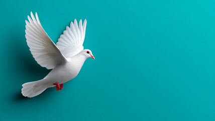 Fototapeta premium White dove flying against a teal background.