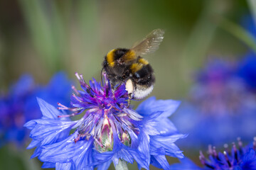 close up of a bumble bee collecting nectar from a flower © Nathan McClunie