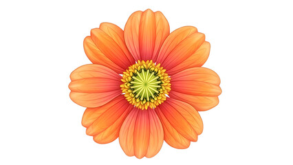 Orange Flower Bloom Botanical Illustration