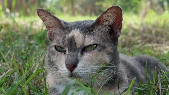 Calico cat is sitting comfortably in the garden.