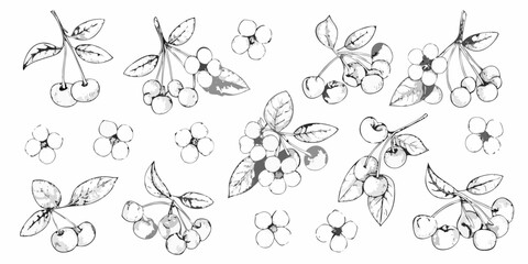 A delicate illustration of cherry and blueberry branches with detailed botanical features